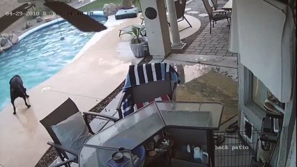Dog Jumps in Pool to Save His Friend