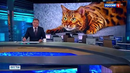 Налог на домашних животных принимает ГОСДУМА