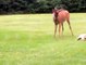 French bulldog plays a game of chase with a wild buck  Wait until the end... So hilarious!