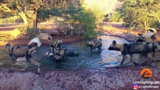 Wild Dogs Disturb a Warthog's Bath - Latest Sightings Pty Ltd