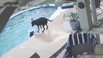 Un chien sauve son ami dans une piscine