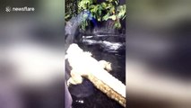 Incredible footage shows rat trying to escape albino alligator at feeding time
