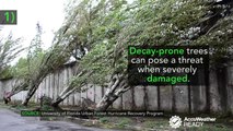 How to make your trees more resistant to hurricane damage