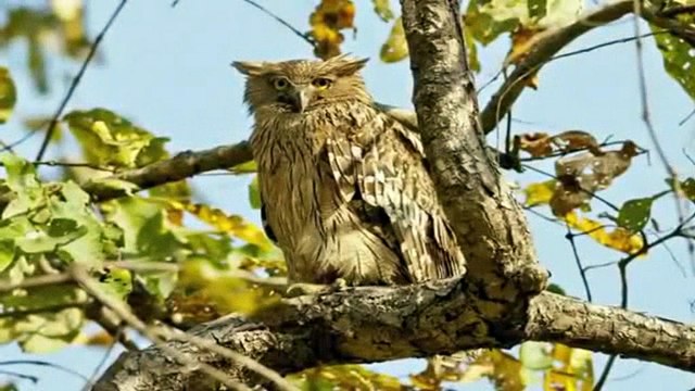 Oldest National Park - Jim Corbett National Park, India