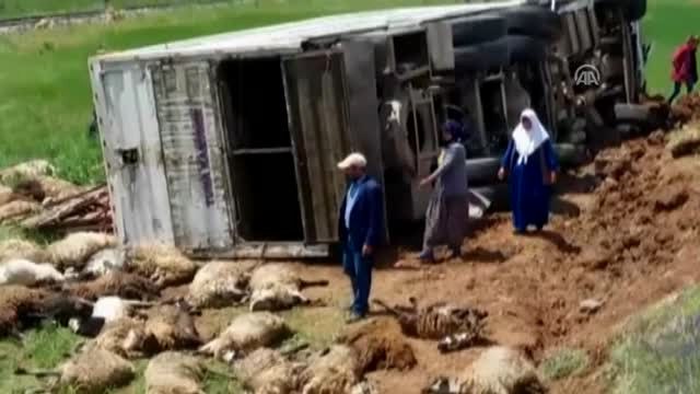 Küçükbaş Hayvan Yüklü Tır Otomobile Çarptı