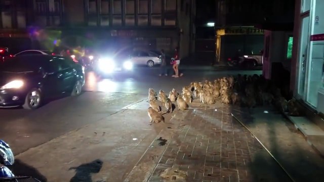 Monkey Madness as Hundreds of Monkeys Overrun the Streets in Lopburi, Thailand