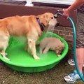 Dog And Puppy Taking Bath Peacefully