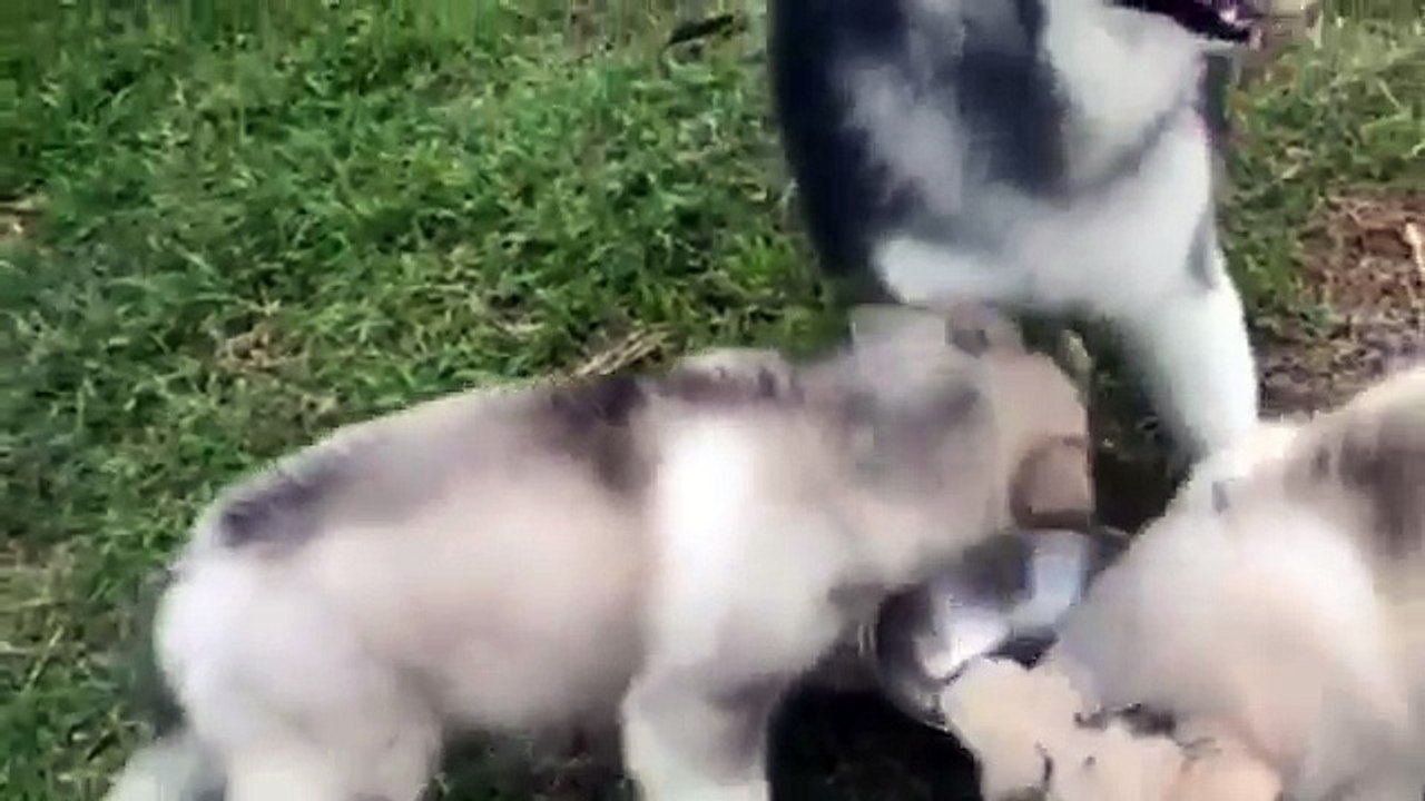 Dogs Doing Funny Things Compilation