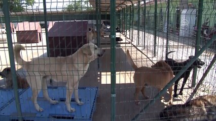 '500 köpeğin telef edildiği iddiası asılsızdır' - EDİRNE