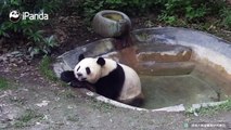 #MoodBoosterYing Ying: I need a panda to give me a spa now. Any volunteers?