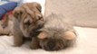 Shar Pei Puppy Tries to Wake Sleeping 'Lion'