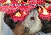 Orphaned Baby Bats Enjoy Smelling Flowers