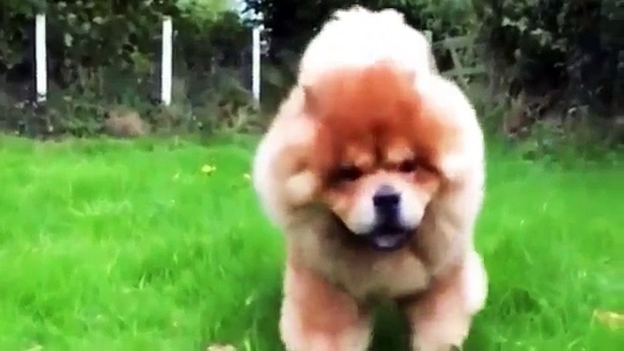 Fluffy Fluffyy