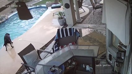 Un chien sauve son ami dans une piscine