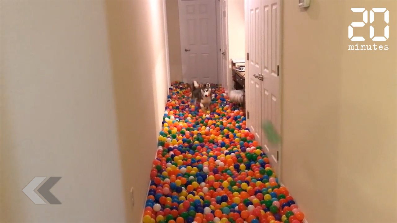 Il achète 5400 balles à son chien  - Le Rewind du Mardi 15 Mai 2018