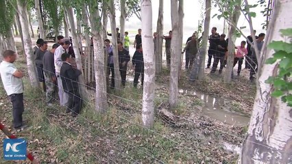 A snow leopard found in a rural area of Xinjiang was safely rescued by locals and transferred to a wildlife rescue center.