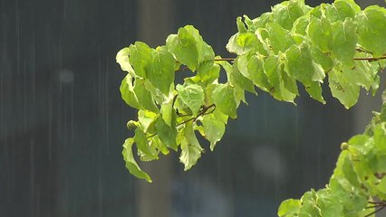 [날씨] 오늘 전국 더위 식히는 비...중부엔 벼락에 호우 / YTN