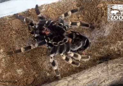 Cincinnati Zoo Shares Incredible Timelapse of Red-Kneed Tarantula Molting