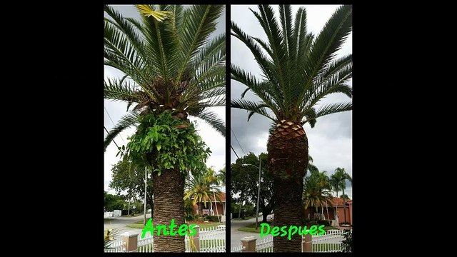 K-Diaz Landscaping Inc - (786) 715-8902