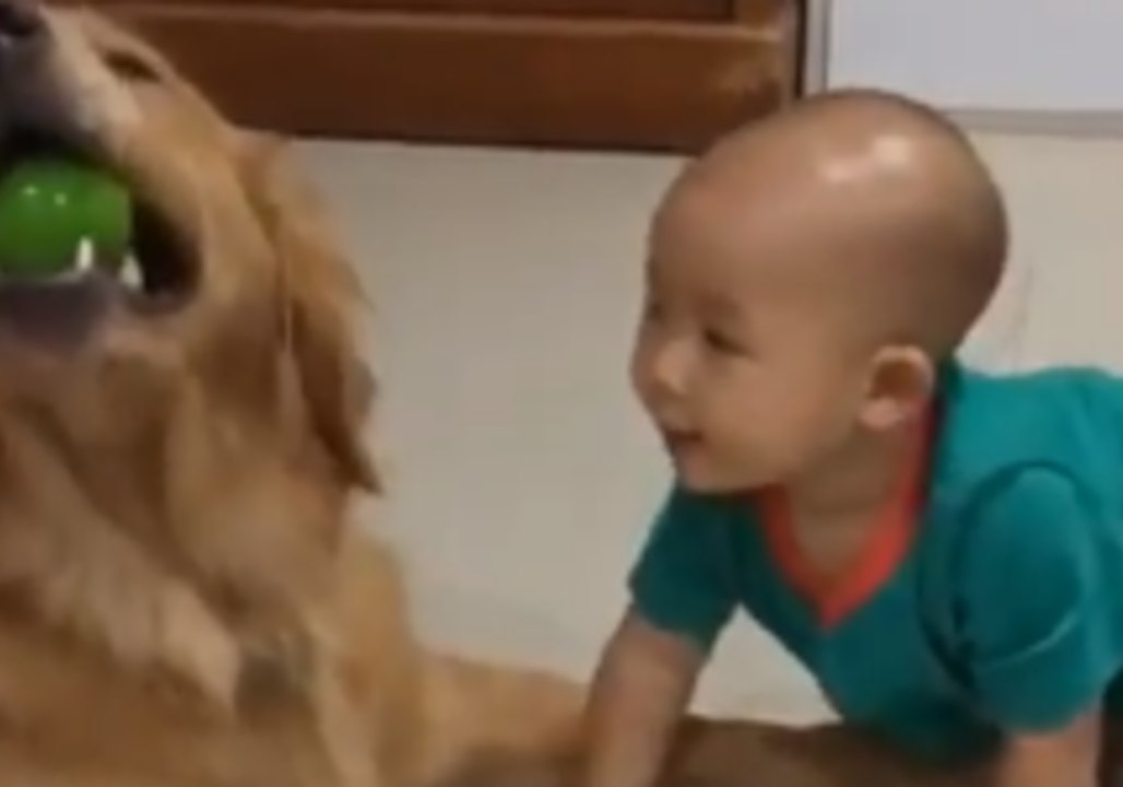 Golden Retriever and Her Tiny Human 'Fight' Over Ball