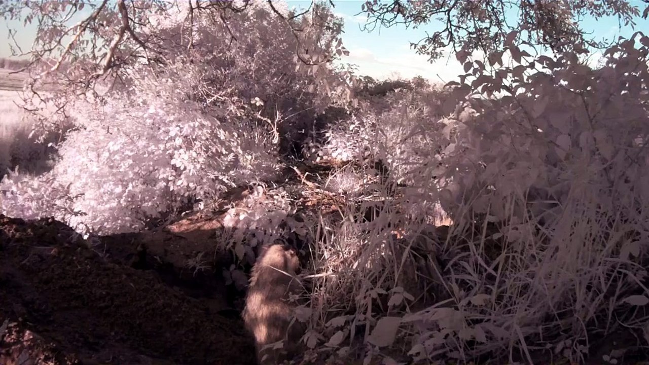 Coublanc 2018
