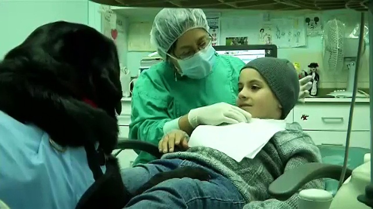 Chili : des chiens pour rassurer les jeunes autistes chez le dentiste