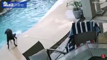Hero dog saves his friend from drowning in pool