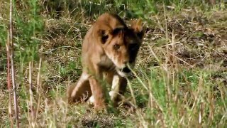 Paralyzed Lion Cub Tries to Walk Eat Prey - Wild Animal Attacks