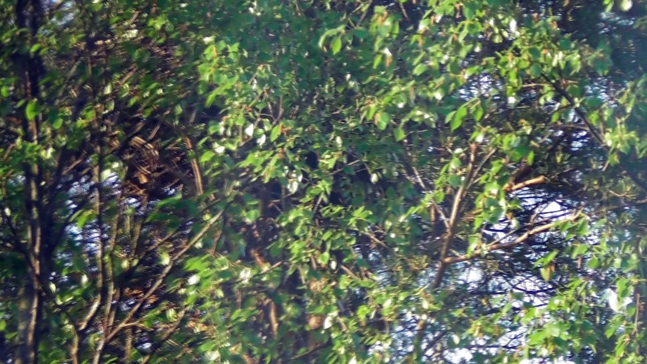 May 15 2018 DL6