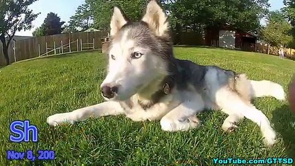 HUSKY REACTS TO REFLECTION | Dog Res to Reflection