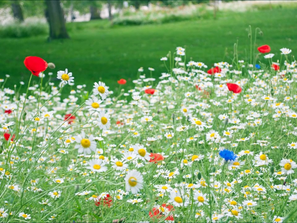 長時間作業用ＢＧＭ、胎教・赤ちゃん用ＢＧＭ　今日はショパンを聞こう　ピアノの詩人と呼ばれたショパンの名曲をＢＧＭにしてみました part 3/7