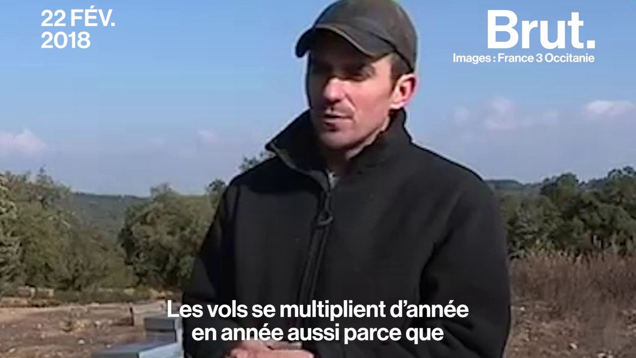 Les vols de ruches en augmentation en France