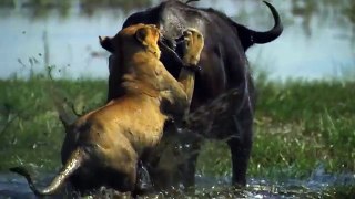 Buffalo Saves Calf from Lion Attack But Failed - Hyena Trying to Steal Prey From Lion