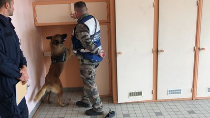 Les chiens policiers s’affrontent dans un challenge