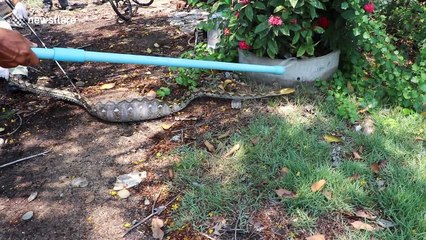 Python captured after man realizes huge bulge inside snake is his dog