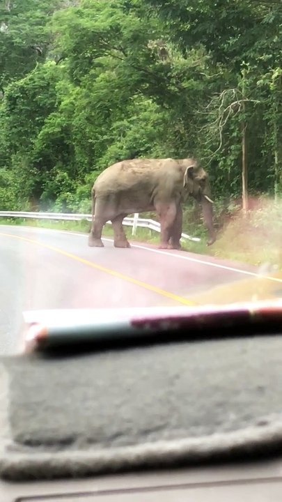 Elephant Intimidates Cars