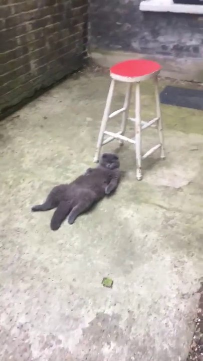 Ce chat se met dans une drôle de position pour se reposer