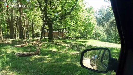 Imprudente familia se acercó a unos chitas durante una visita a un safari