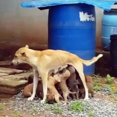 Cette chienne nourrit tout les bébés du quartier...