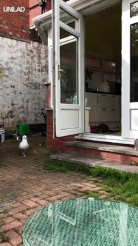 Quand une mouette vient piquer la nourriture de ton chat et qu'il ne fait rien pour se défendre