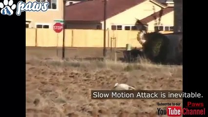 Eagle Attacking Dogs Cats & Wolves - Must Watch!!!