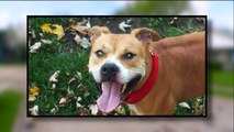 Man Charged After Fatally Shooting Neighbor's Dog