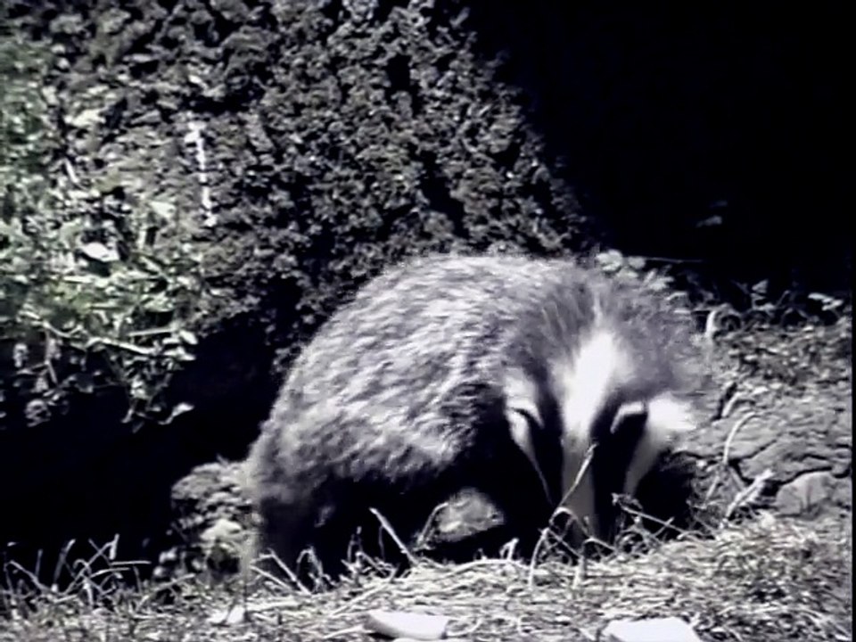 Badger Watching In Britain part 2/2