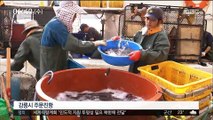 '금징어' 돌아왔지만…중국 어선 '싹쓸이' 걱정