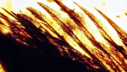 11 AMAZING Fossil Discoveries