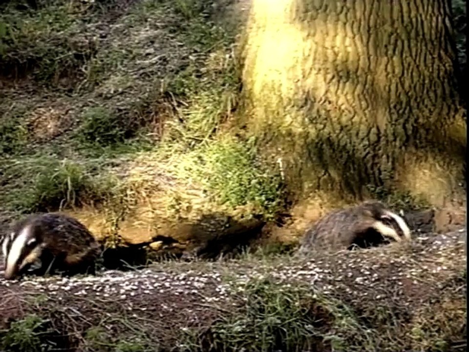 Badger Watching In Britain part 1/2