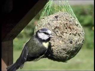 British Birds In Your Garden