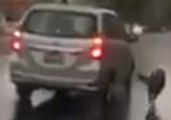 Video of Dog Dragged by Car in Rainy Puebla Sparks Outrage