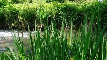 Sonidos naturaleza y musica de piano .