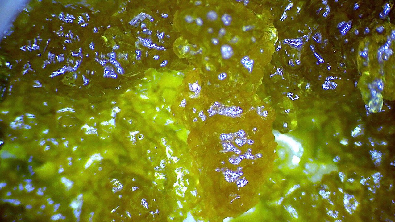 Strain Review: Death Valley Cheese - ELEV8 Presents
